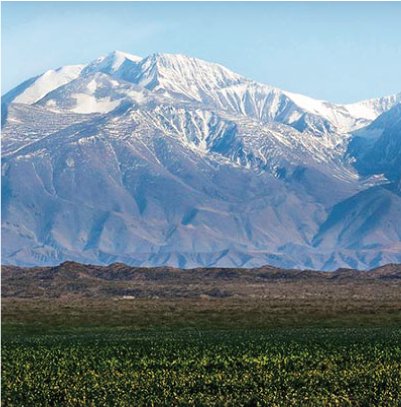 viñedos-2